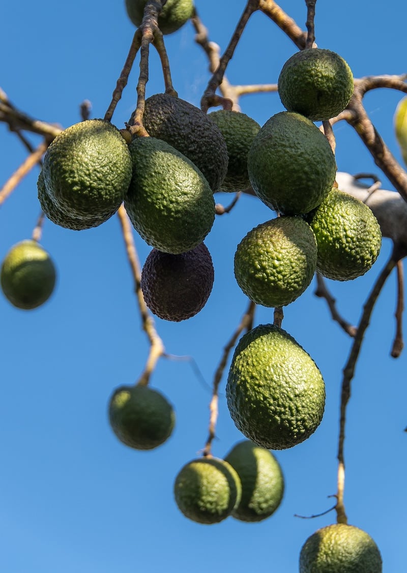 Avocado